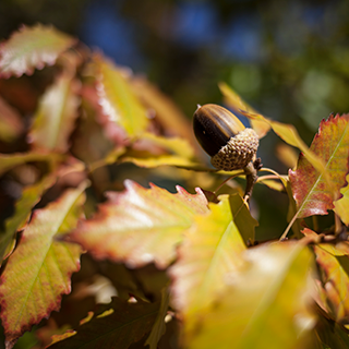 Image of Fall Leaves